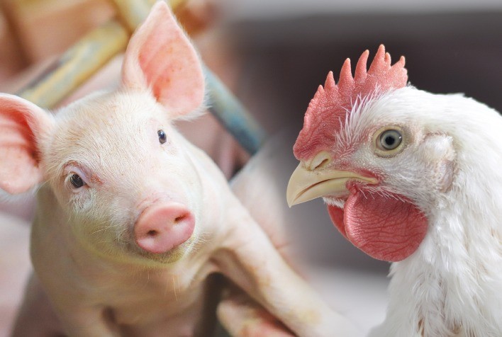 Custos de produção do frango caem em 2025, enquanto suinocultura registra alta, aponta Embrapa