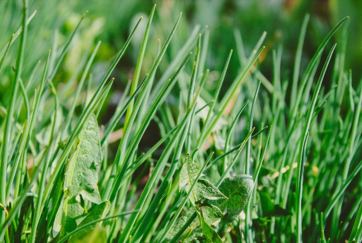 Cientistas brasileiros criam tecnologia com lignina Kraft para combater ervas daninhas e reduzir uso de herbicidas