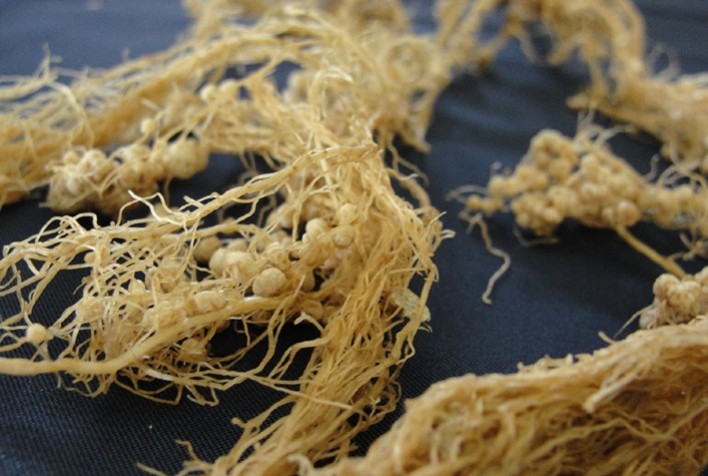 Embrapa identifica linhagens de feijão mais eficientes na fixação biológica de nitrogênio e impulsiona agricultura sustentável