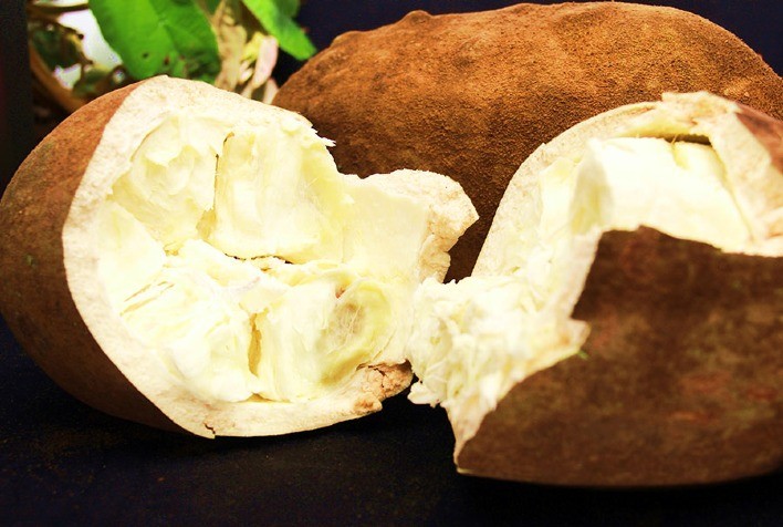 Pesquisadores identificam genes do cupuaçu que ajudam na resistência à vassoura-de-bruxa