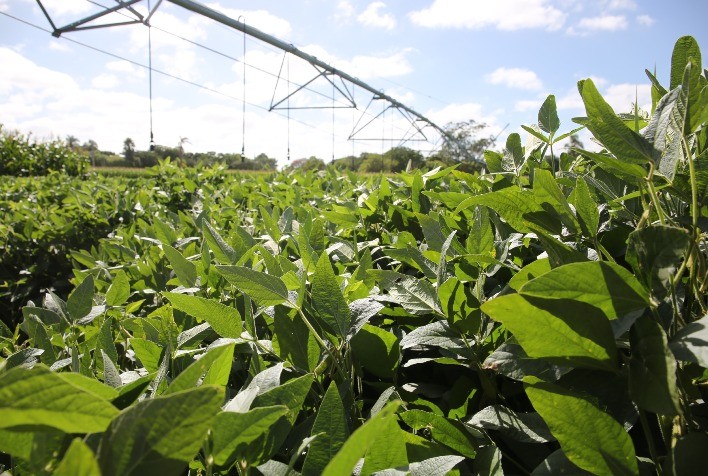 Produtores rurais têm até janeiro para definir forma de recolhimento do Funrural