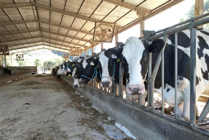 Gadolando registra alta nas classificações em 2025, mas enfrenta retração nos registros e no controle leiteiro