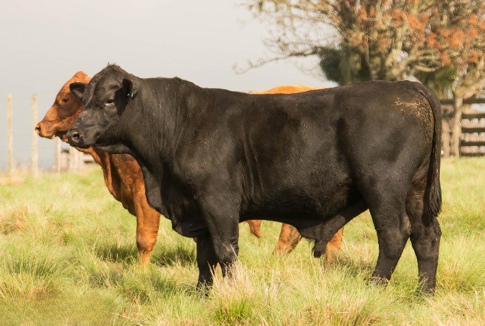 Raça Brangus impulsiona crescimento do Promebo, que supera 45 mil avaliações em 2025