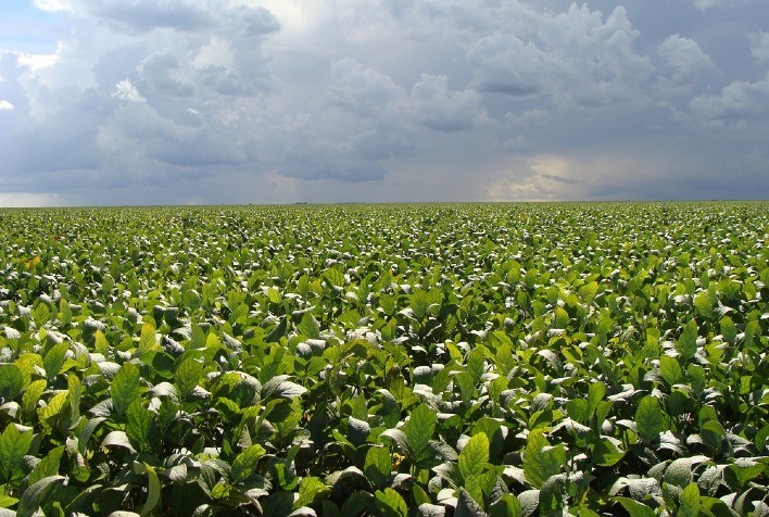 Moratória da Soja segue em debate em 2026: Decreto do Mato Grosso evita confronto com o STF e mantém espaço para negociação