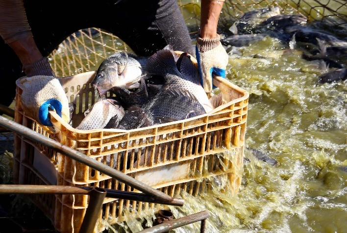 Verão exige atenção redobrada no manejo da piscicultura: Paraná orienta produtores para evitar perdas e manter produtividade