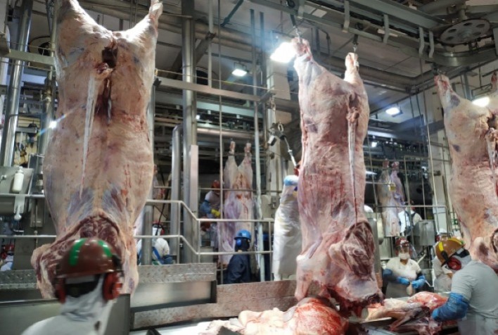 Mato Grosso bate recorde histórico no abate de gado em 2025 com avanço de 1,4%