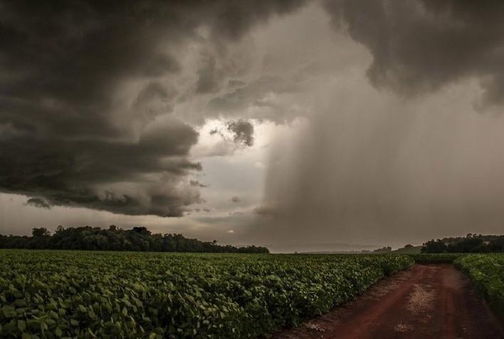 Chuvas impulsionam soja no Rio Grande do Sul e Estado projeta área recorde de 6,74 milhões de hectares na safra 2025/26