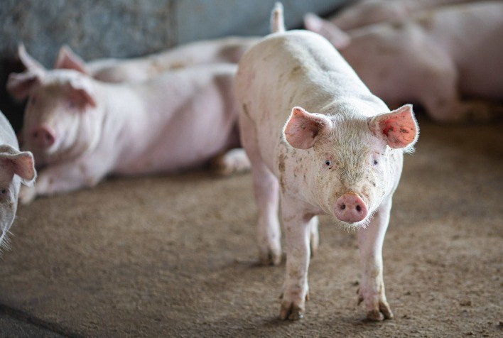 Suinocultura de Mato Grosso do Sul cresce em 2025 e projeta expansão com Rota Bioceânica em 2026