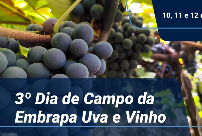 Embrapa abre inscrições para 3º Dia de Campo de Uva e Vinho com foco em novas cultivares e seleção clonal
