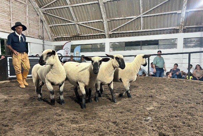 Agrovino 2026 movimenta R$ 1,416 milhão e reforça posição nacional da ovinocultura