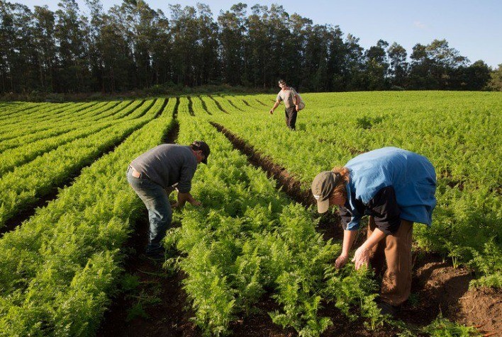 Microcrédito rural impulsiona agricultura familiar e já movimenta R$ 338,7 milhões no Norte e Centro-Oeste