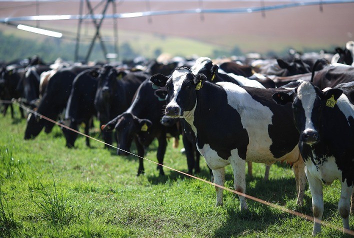Produção de leite em Goiás cresce em 2025 e supera média nacional, apesar da queda nos preços