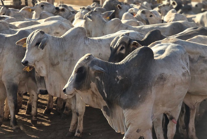 Preço do Boi Gordo Segue Estável em São Paulo e Outras Regiões com Arroba em Cerca de R$ 320