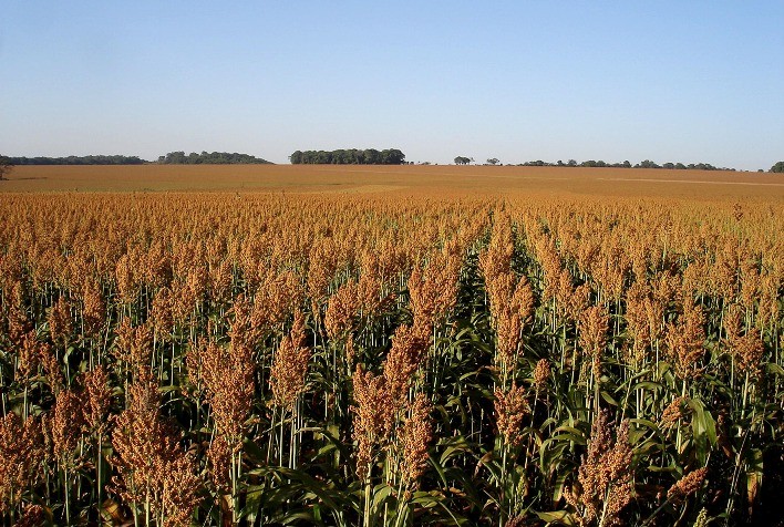 Sorgo ganha destaque na safrinha 2025/2026 e deve crescer 10% na área plantada
