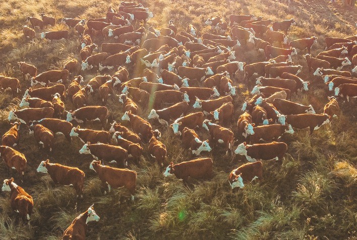 PampaPlus cresce 32% em dez anos e registra recorde de usuários em 2025