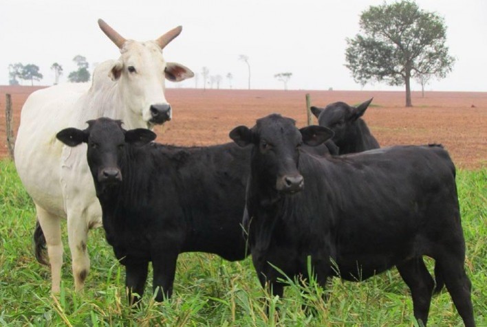 Maragogipe lança Maragogipe Prime para elevar qualidade de carne do Nelore Ceip