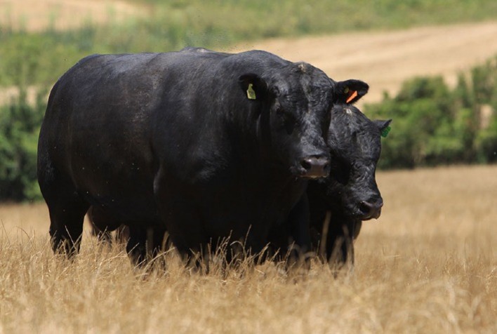 Brasil lança selo inédito Beef on Dairy para fortalecer mercado de carne premium