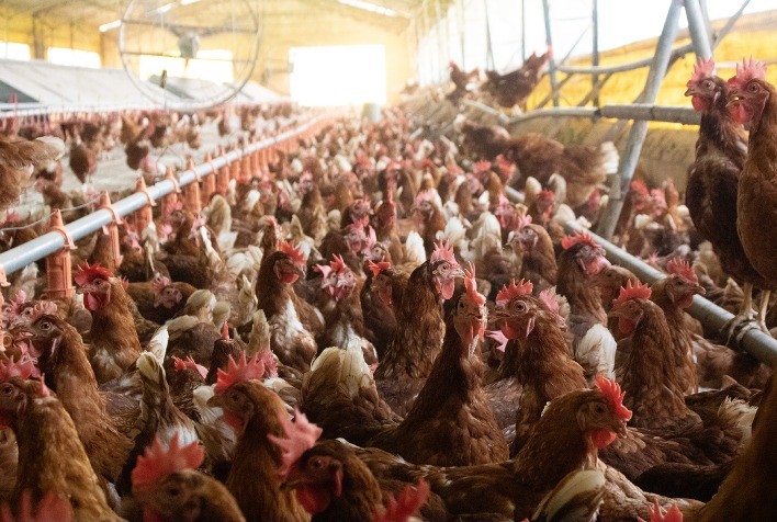 Granja em SP Usa Inteligência Artificial e Conta 140 Mil Ovos por Dia com 99,9% de Precisão