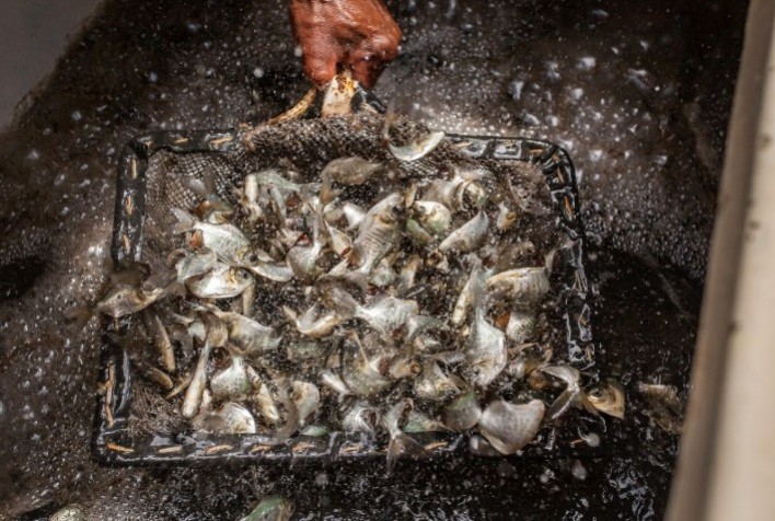 Piscicultura Brasileira em 2026: Entre Tarifas Internacionais e Regulamentação Interna