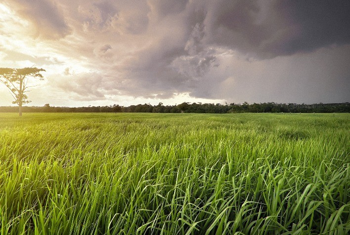 Chuvas Regulares Impulsionam Crescimento das Pastagens no Rio Grande do Sul