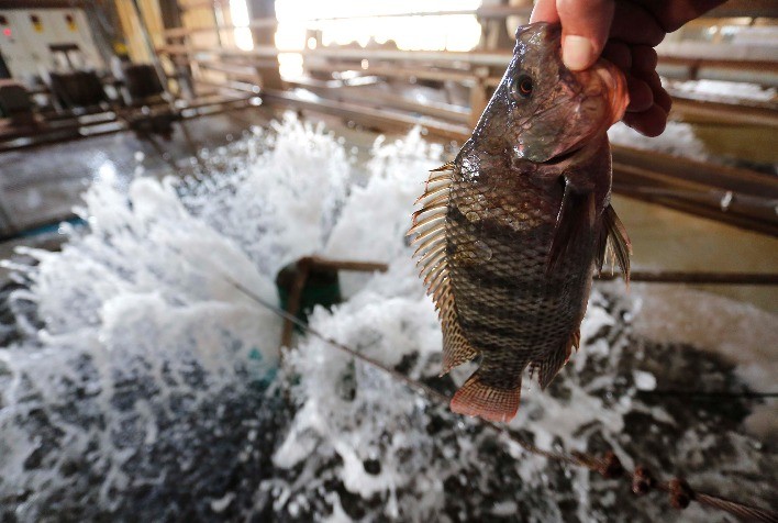 Acordo Mercosul–União Europeia impulsiona exportações de tilápia e peixes nativos do Brasil