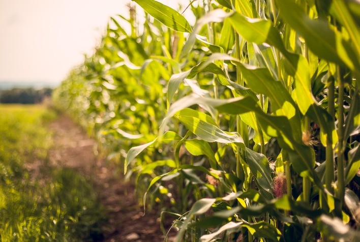 Controle da Lagarta-Elasmo é Essencial para Garantir Produtividade do Milho na Safra 2025/26