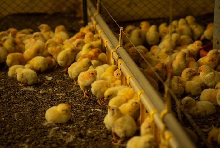 Agrodefesa reforça prazo para envio da Declaração de Biosseguridade de granjas avícolas em Goiás