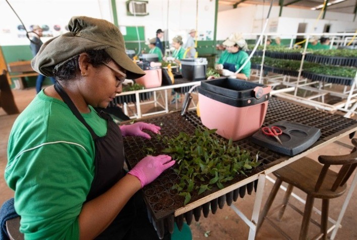 Setor de Florestas Plantadas Impulsiona Geração de Empregos em Mato Grosso