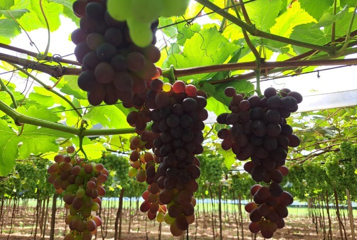 Bioinsumos ganham força na hortifruticultura gaúcha e impulsionam produção de tomate e uva