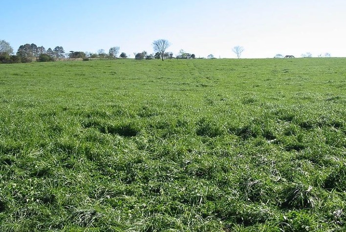 Controle de Plantas Daninhas em Pastagens Aumenta o Estoque de Carbono no Solo, Aponta Estudo