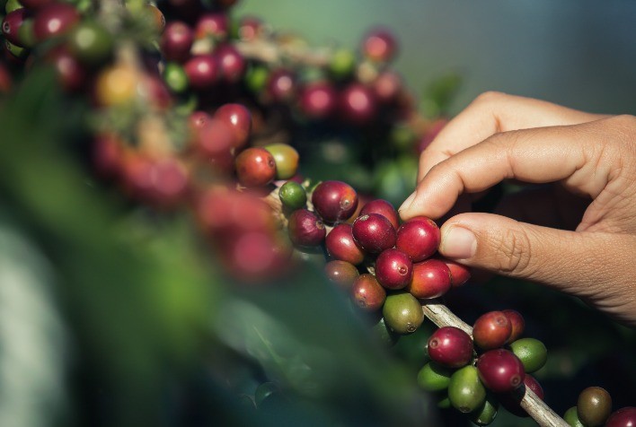 Produção de Café no Acre Dispara 115% e Ultrapassa Soja em Valor de Produção