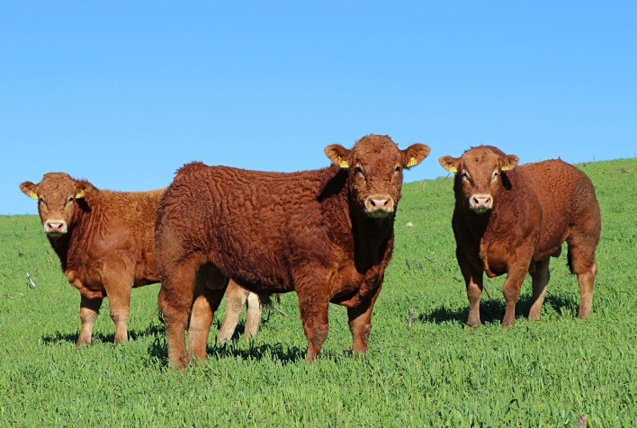 Raça Limousin Passa a Integrar o Registro Genealógico da ANC e Ganha Impulso no Melhoramento Genético no Brasil