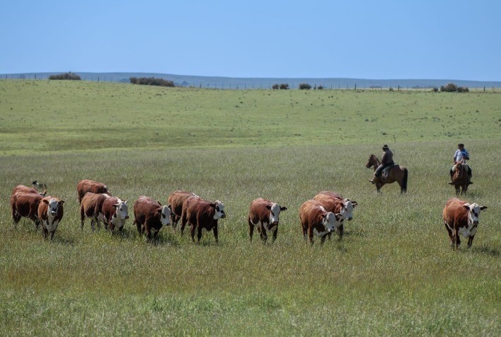 Seleção genética reforça o controle do carrapato em bovinos e reduz perdas no verão