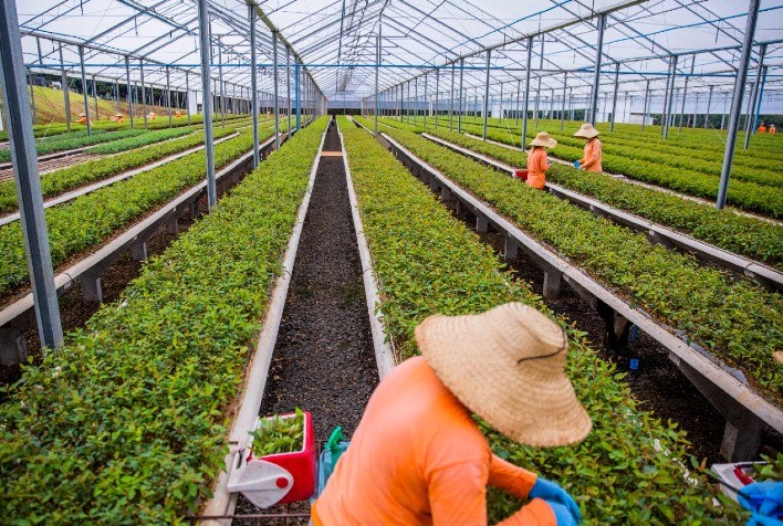 Silvicultura de Precisão Revoluciona o Setor Florestal e Impulsiona Produtividade no Brasil