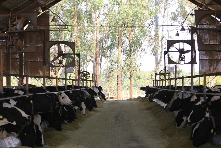 Raça Girolando Alcança Recorde Histórico com Quase 114 Mil Animais Registrados em 2025