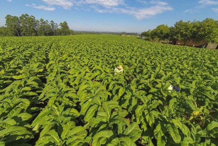 Especialista defende soluções realistas e redução de danos na cadeia do tabaco no Sul do Brasil