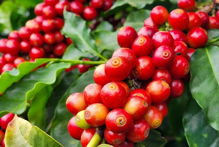 Café recua nas bolsas internacionais com clima mais favorável no Brasil e exportações em queda