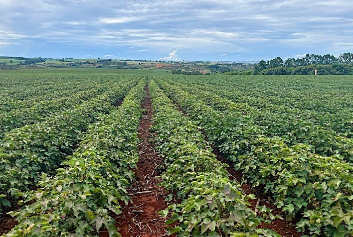 Plantio da segunda safra acelera e reforça projeções para o algodão brasileiro em 2026