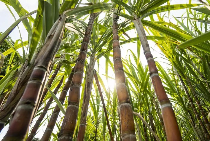 Novo Zoneamento de Risco Climático redefine áreas aptas ao cultivo de cana-de-açúcar no Brasil