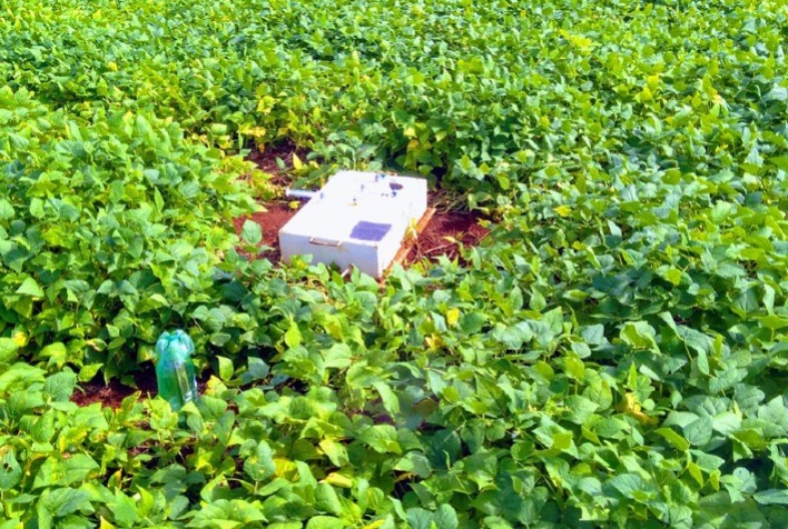 Pesquisa da Embrapa mostra que uso de bactérias reduz em até 50% a emissão de gases de efeito estufa em lavouras de feijão no Cerrado