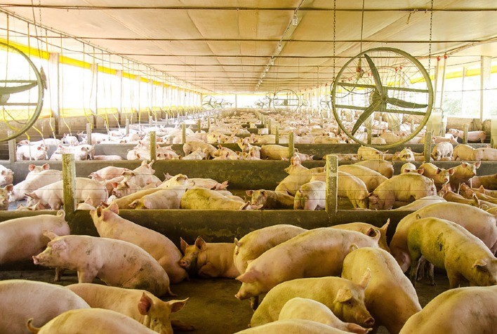 Embrapa lança plataforma que integra vigilância sanitária e análise de risco de doenças suínas