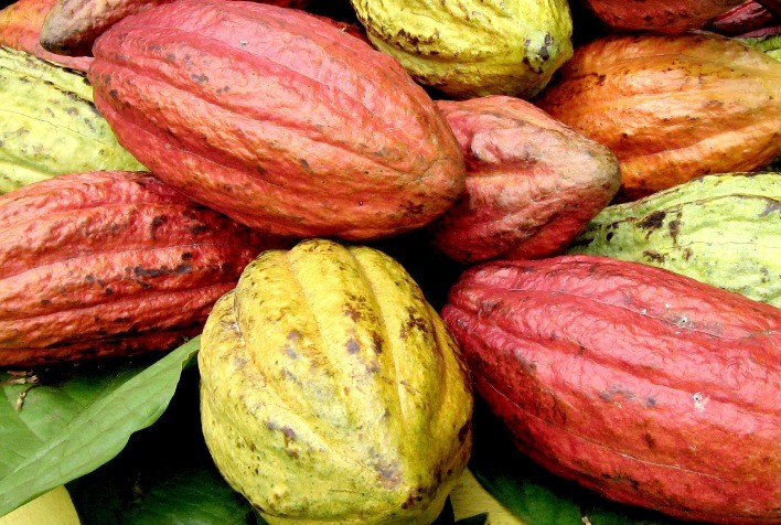 Demanda Global Enfraquecida Pressiona Preços do Cacau no Mercado Internacional, Aponta StoneX