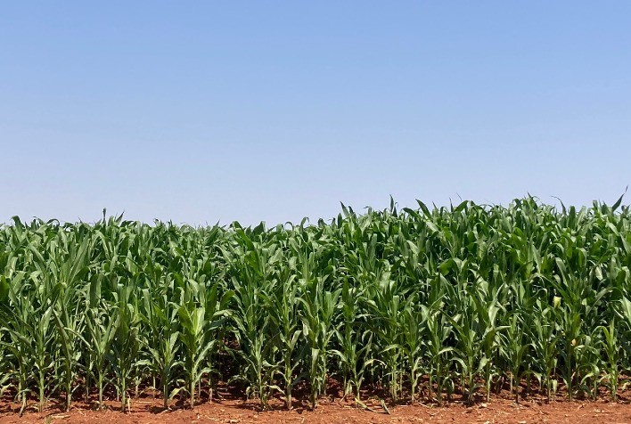 Tecnologia Brasileira com Microrganismos Aumenta Produtividade do Milho em Até 23,6%, Aponta Estudo da Cogny