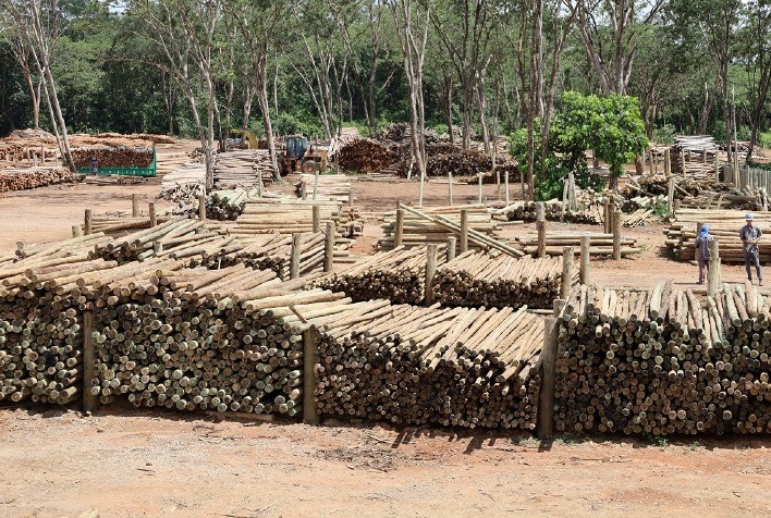 Silvicultura fortalece agroindústria e impulsiona sustentabilidade no campo em Minas Gerais