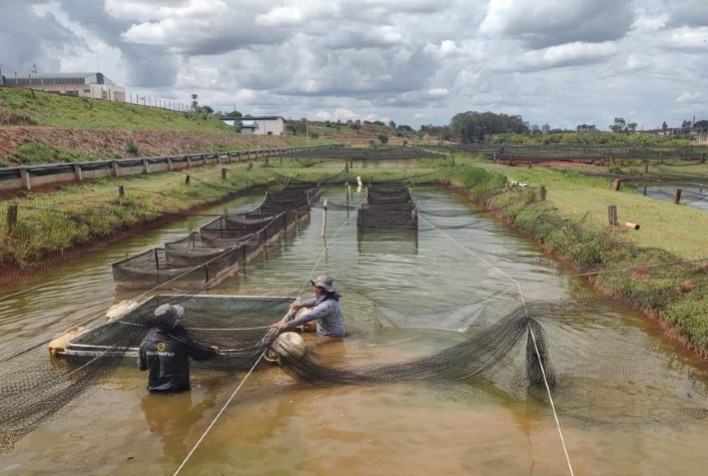 Produção de tilápia em São Paulo cresce 4% em 2025