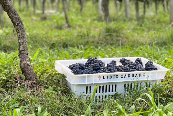 Safra de Uvas 2026 no Rio Grande do Sul Mostra Sinais Promissores