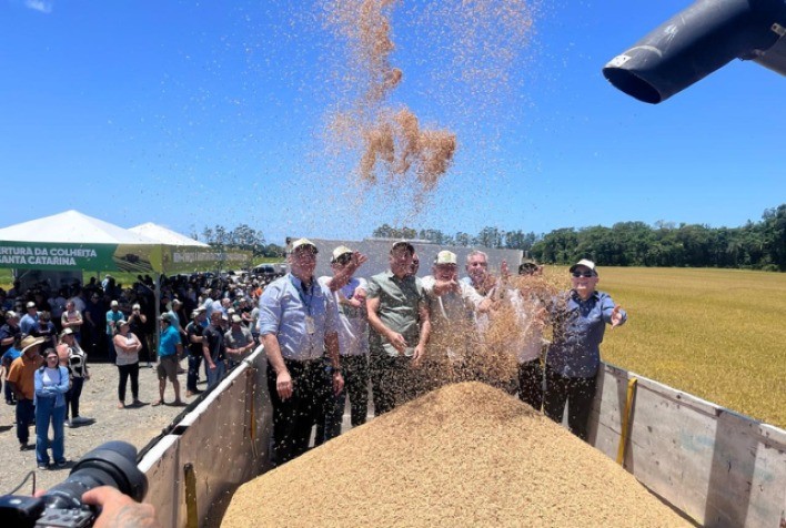 Safra de arroz 2025/2026 em Santa Catarina deve atingir 1,2 milhão de toneladas