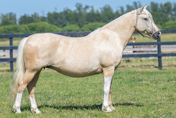 Mancha Crioula 2026 reúne genética premiada em leilão especial em Guaíba