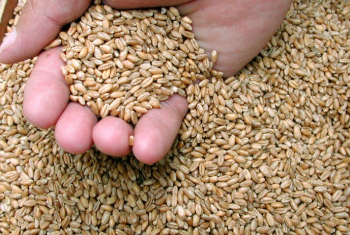 Mercado de Trigo Lento no Sul e Alta Internacional Sustentam Expectativas para 2026