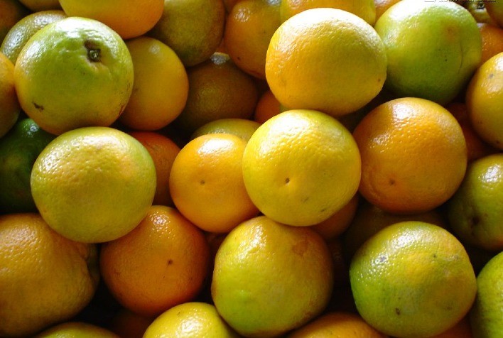 Chuvas intensas em janeiro afetam safra de laranja e pressionam preços no mercado paulista